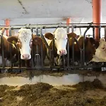 Steinerner Meerblick Dağ evi *