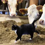 Dağ evi Steinerner Meerblick *