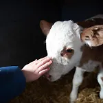 Steinerner Meerblick Dağ evi *