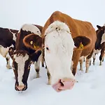 Dağ evi Steinerner Meerblick *