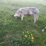 Dağ evi Steinerner Meerblick Saalfelden