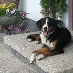 Steinerner Meerblick Dağ evi