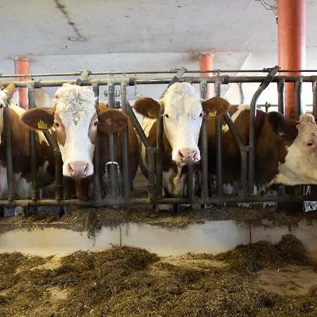 Steinerner Meerblick シャレー *