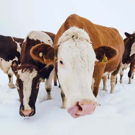 シャレー Steinerner Meerblick *