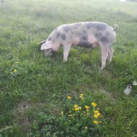 Horská chata Steinerner Meerblick Saalfelden